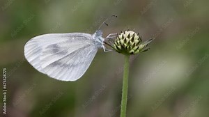 Leptidea sinapis is a small white butterfly, also called slender white, from the family Pieridae.