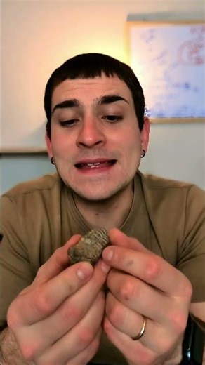 How cool is the trilobite? It's the altered form of all insects and crustaceans.