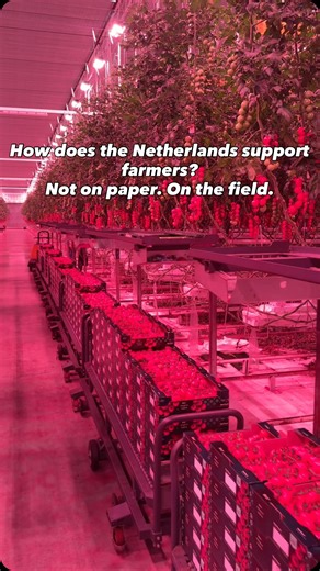 Turgut Şentürk (DAVİD ANDREEV SARBOV) on Instagram: "In the Netherlands, agricultural support doesn’t stay on paper — it works on the field. The government’s strategy is clear: “Keep farmers producing. Let the system manage the risk.” The model stands on four pillars: • Energy support: High energy costs are compensated through subsidies. LED lighting, heat recovery, and automation investments are actively supported. • Technology & automation incentives: Robotics, climate computers, and data-driv