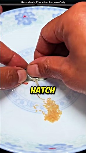 Baby Fish Hatching! 😲