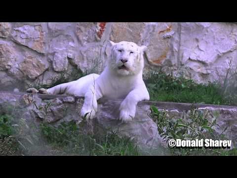 Africa Zoo Animals - Stripeless White Bengal Tiger 4K