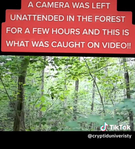 #cryptid #bigfoot #bigfootisreal #yeti #sasquach #bigfootchallenge #bigfoothunting #foryourpage #conspiracy #cryptiduniversity #sasquach #viral #dogman #skinwalker