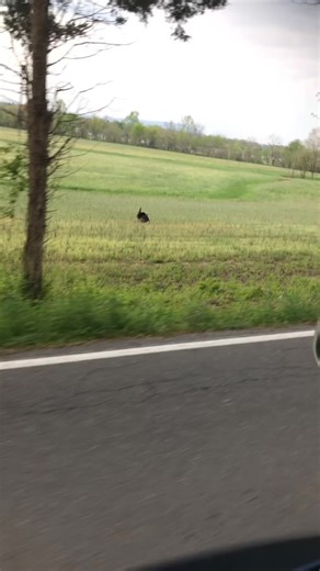 How to Raise Poults for Successful Turkey Farming