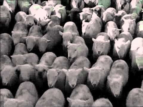 Charlie Chaplin (Modern Times) - sheep