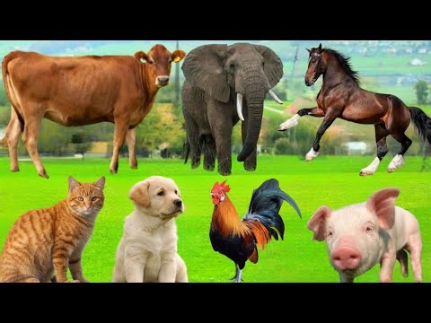 Farm Animal Habitat: Cow, Dog, Pig,Sheep, Cat, Horse, Chicken, Goat, Duck, Parrot, Part - 30