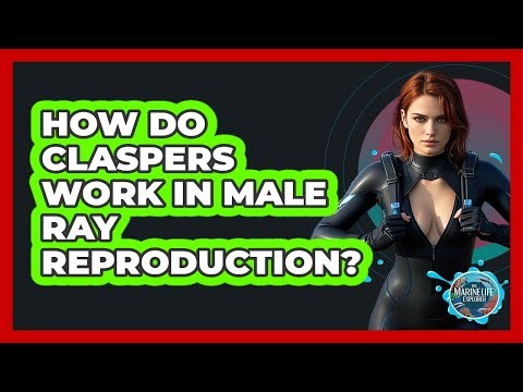 How Do Claspers Work In Male Ray Reproduction? - The Marine Life Explorer