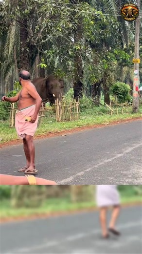 Wild elephants entry in village 🐘😇#Wildlife #Elephant #ViralVideo #ForestLife #Animal