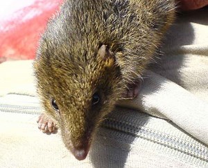 Marsupial species evolved “suicidal reproduction”