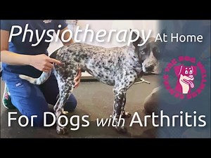 Physiotherapy considerations at home for Dog with Arthritis