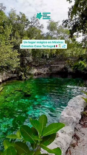 1.4K views · 93 reactions | Explora la maravilla de Cenotes Casa Tortuga en Tulum. Aguas cristalinas y momentos inolvidables te esperan. ¡Ven a vivir la magia!  Explore the wonder of Cenotes Casa Tortuga in Tulum. Crystal-clear waters and unforgettable moments await you. Come experience the magic!  #cenotes #casatortuga #cenotescasatortuga #mexico #tulum #quintanaroo #rivieramaya #travel #travelgram | Cenotes Casa Tortuga Tulum | Facebook