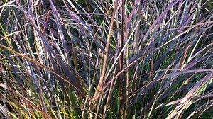 Plenty of purple Fountain Grass with green grasses as background.