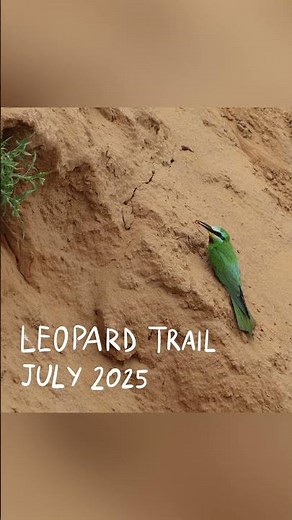 A Beautiful Indian Bird, The Blue Cheeked Bee Eater #birds #nature #wildlife #birdwatching