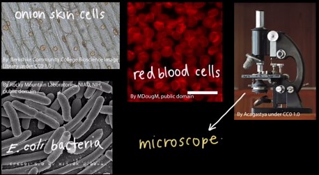 Cells and organisms