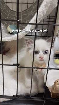 ジェラトーニが大人になるまでの成長日記⌇ #ラグドール #大型猫