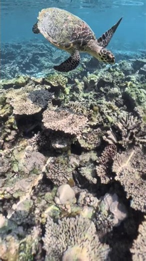 Turtle Encounter On The House Reef at W Maldives @WMaldives #turtle #snorkeling