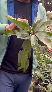 14K views · 4.4K reactions | Easy method of grafting in mango plant. #Mangotreegrafting #mangotreecare | Salim Ansari | Facebook