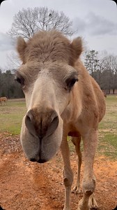 154 reactions · 28 shares | Spring Break 2025 is going to be a blast at Cherokee Trace Drive-Thru Safari! Make plans now to come get in on the fun! Our critters cannot wait to see you! #Springbreak #safari #fun #familyfun #adventure | Cherokee Trace Drive-Thru Safari | Facebook