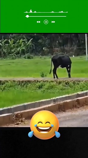 7.8K reactions · 510 shares | Mending kabur dari pada harus berantem sama sapi #foryoupag #reelsviral #fyp #viralreels #sapioleng | Wihayat Ayat | Facebook