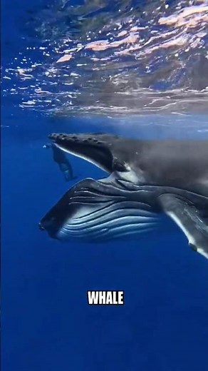 What If a Whale Swallowed You Alive? 😱