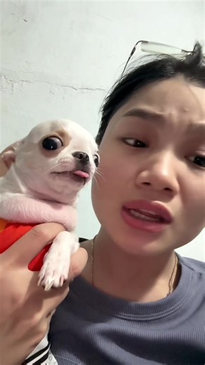 Chihuahuas acting brave enough to fight the entire universe 🐶😂 #FunnyDogs #ChihuahuaChaos #DogComedy #PetHumor #TinyTerror