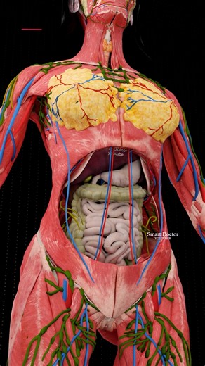What’s REALLY Hiding Under Your Skin? 🤯 . . . Dive into the most detailed 3D anatomy experience you've ever seen! From the surface muscles to the deepest organs, this female body model strips down every layer to reveal the hidden marvels inside. Perfect for students, medical enthusiasts, or the simply curious! 🎥 Model by Smart Doctor | Anatomical Simulation | Educational & Visual . . . #fblifestyle #anatomy #anatomi #anatomia #anatomía #heart #pregnant #medicina #doctor #माहवारी #月経 #임신 #妊娠 #g