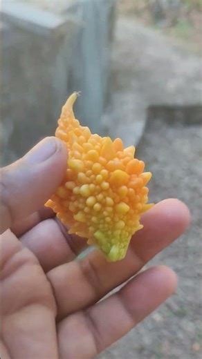 Gourd fruit
