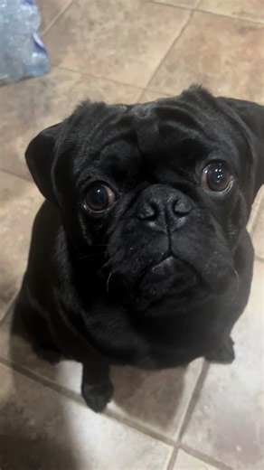 Adorable Pug Moments That Will Melt Your Heart