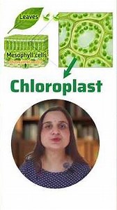 Structure of Chloroplast: #ncertbiology #neetbiology #class11biology