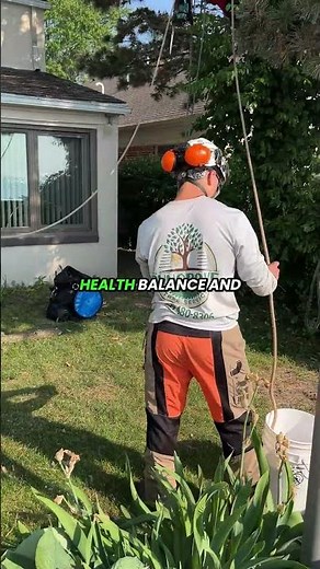 Tree Trimming in Ann Arbor | Certified Crown Reduction & Shaping by Dungrove