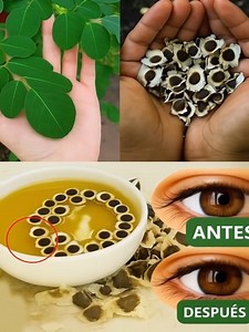 12 Beneficios de las Semillas de Moringa que Nunca Oirás de tu Médico (Pero que Deberías Conocer). Esta receta te encantará.👇 Para seguir recibiendo mis recetas, solo debes decir algo… ¡Gracias! #tips #recetas #recetacaseras #salud #NaturalBeauty | M E L O C O T O N