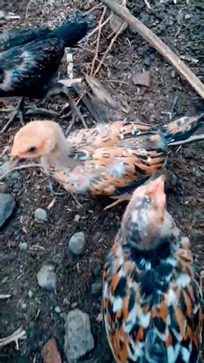 rooster and chick #rooster #chick