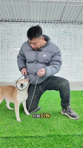 Effective Aggressive Dog Training Techniques