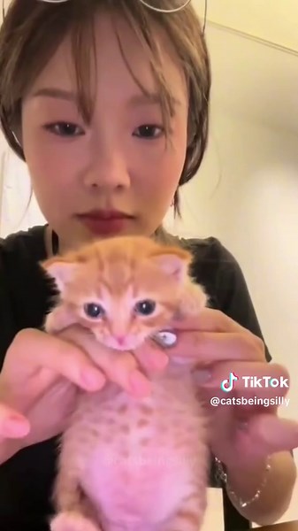 Cats being silly part 37 😂 | #sillycats #funnycatsoftiktok #funnycat