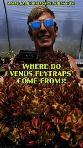 Where do Venus flytraps come from? We’ve heard it all! Where do you think these odd, beautiful, fantastical plants originate from?! Wait for Part 2 find out more! www.CaliforniaCarnivores.com | California Carnivores