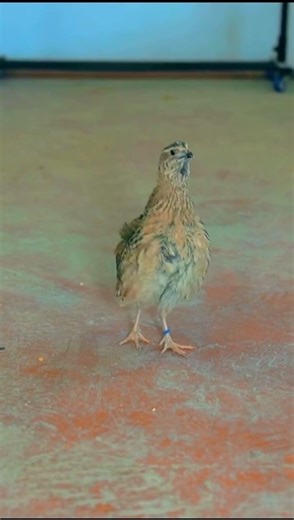 Common Quail Male Calling 🐦 | Natural Bird Sound #shorts