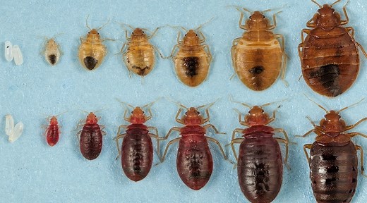 11K views · 48 reactions | Although small in size, bed bugs can quickly reproduce and survive for months without feeding, allowing undetected infestations to rapidly grow. Learn more about the life cycle of these pests. #BedBugAwarenessWeek | PestWorld | Facebook