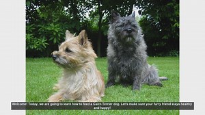 How to Feed Your Cairn Terrier: Essential Tips for a Healthy Dog