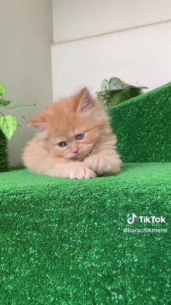 karachikittens on TikTok