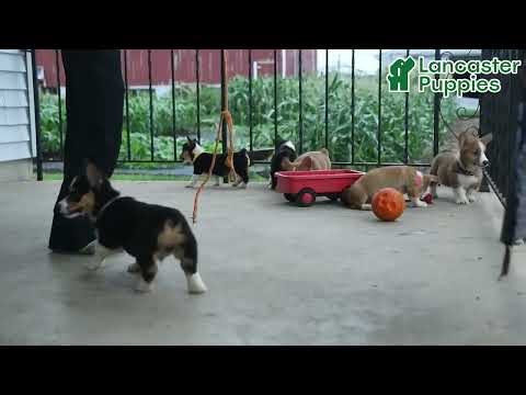 Cute Welsh Corgi Puppies