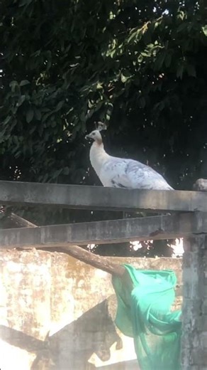 Stunning marble peahen.