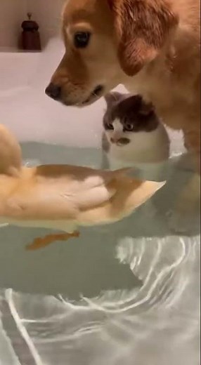 Cat's First Bathtub Experience: A Gentle Introduction