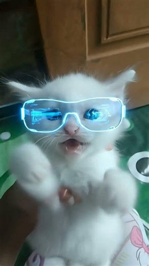 I'm back | baca deskripsi #fyppppppppシ #cat #cuteanimals