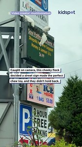 27K views · 55 reactions | These cockatoos have beef with signage, apparently. They went to town on it. | Kidspot | Facebook