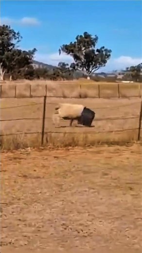 Who will win: The Bucket or the Sheep #funnyanimals #animals
