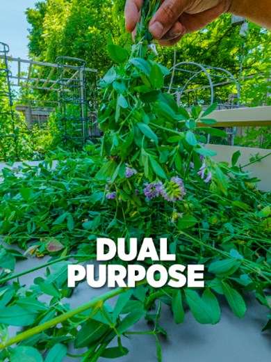 Alfalfa: Tea, Free Fertilizer & Perennial Garden Plant
