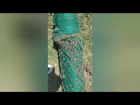 Removing sticker burrs from our yard