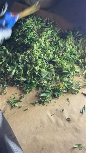 Ernte und Trim 🌿 Jack Herer Grow Finale 🌱 #anzucht #grow #highclass #jackherer