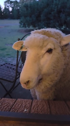 16K views · 12K reactions | Hard not to love Brian's visits.  | How's Brian? | Facebook