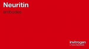 Anti-Neuritin Antibodies | Invitrogen