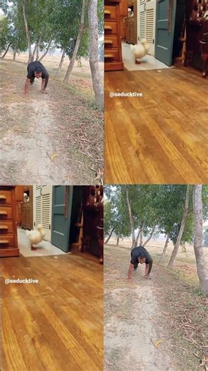 Duck Running viral tiktok 😮#animation #subscribe #short #viralvideo #meme #tiktok #trending